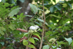 Jasminum sambac